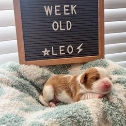 Cavalier King Charles Spaniel Puppies from Cumberland Cavaliers