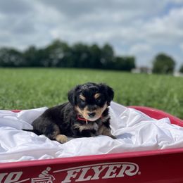 Boy 1 - Black tri-color Aussiedoodle puppy in Higginsville, Missouri from Davis Creek Kennel