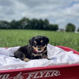 Boy 1 - Black tri-color Aussiedoodle puppy in Higginsville, Missouri from Davis Creek Kennel