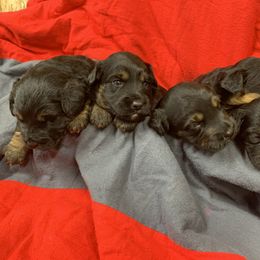 Border Collie and Bordoodle Puppies from Sunrise Kennels