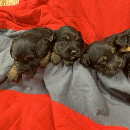 Border Collie and Bordoodle Puppies from Sunrise Kennels