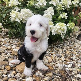 Kawena - Black and white male Sheepadoodle puppy in Farley, Iowa from Iowa's Doodle Co.