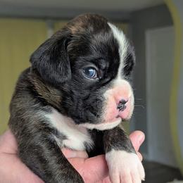 Charlie - Brindle male Boxer puppy in Springfield, Missouri from ReMa Boxers
