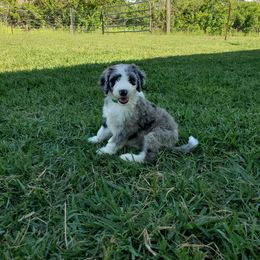 Aussiedoodle Puppies from Southwest Florida Doodles