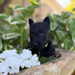 Green collar girl - Black female Scottish Terrier puppy in Nickelsville, Virginia from Pecan Creek