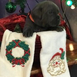 Cane Corso and Lowchen Puppies from High Royal Kennel