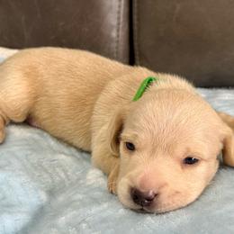 Green collar short hair boy - Cream male Dachshund puppy in Orlando, Florida from Weiner Wunderland of Central Florida