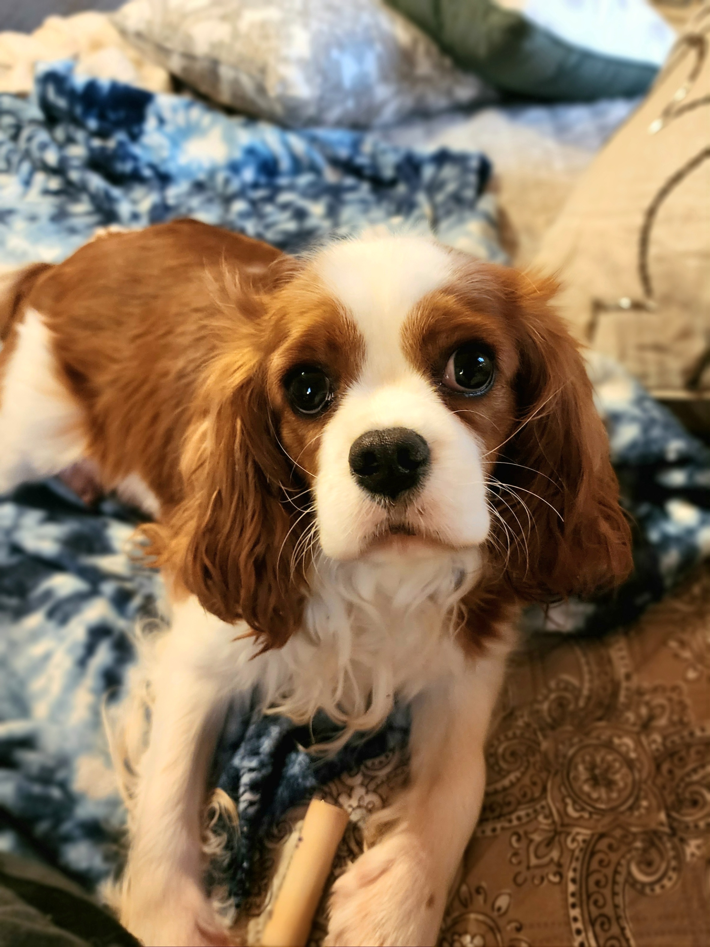 Georgiana - Cavalier King Charles Spaniel