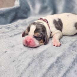 Amethyst-purple collar - Blue tan and white female Basset Hound puppy in Valley, Washington from Peaceful Valley Paws