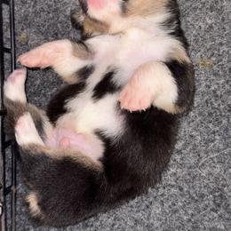 American Corgi Puppies from 5H Corgis