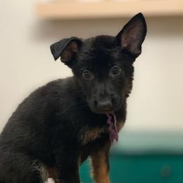 Purple - Bi-color female German Shepherd puppy in Pendleton, South Carolina from DogSmith Purebreds