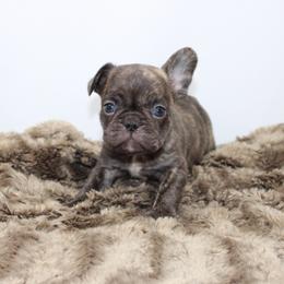 Chunka - Brindle male French Bulldog puppy in Saucier, Mississippi from Mississippi Sound Frenchies