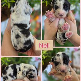 Nell - Merle female Goldendoodle puppy in Decatur, Tennessee from Diamond's Doodles