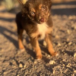 Rodeo - Miniature Australian Shepherd