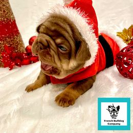French Bulldog Puppies from The French Bulldog Company LLC