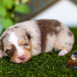 Cruz - Red merle male Toy Australian Shepherd puppy in Granbury, Texas from Best Little Aussies