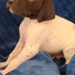German Shorthaired Pointers from Moody Creek Kennel