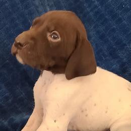 German Shorthaired Pointers from Moody Creek Kennel