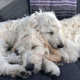 Jover - Goldendoodle