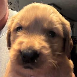 Dark Pink (Daisy) - Dark golden female Golden Retriever puppy in Davisboro, Georgia from Ginger Snap Golden Retrievers