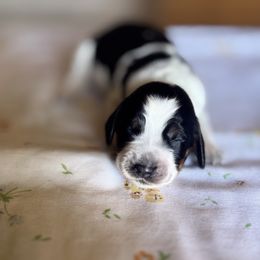 Sunset - Tri-Roan female English Springer Spaniel puppy in Winfield, Tennessee from Murphy Farms and Springers