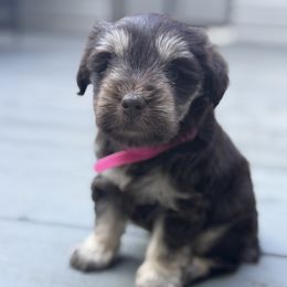 Shorty - Liver female Miniature Schnauzer puppy in Salisbury, North Carolina from Truffle Tail Schnauzers