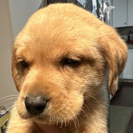 Labrador Retriever and Pembroke Welsh Corgi Puppies from Burress Family Farm and Kennels