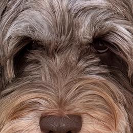 Coco - Labradoodle
