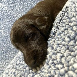 Goldendoodle and Poodle Puppies from SnickerDoodlePups