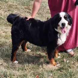 Marley - Bernese Mountain Dog