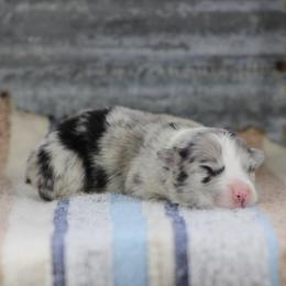 Brooklyn - Blue merle female Miniature Australian Shepherd puppy in Peoria, Oklahoma from Rocky Hill Aussies