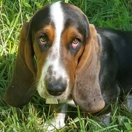 Wilbur - Basset Hound