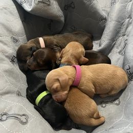 Dachshunds from McDermott’s Minis