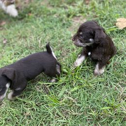 Miniature Schnauzer Puppies from Booms baby