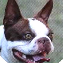 Boston Terriers and Bulldogs from TrintyCrossBulldogs