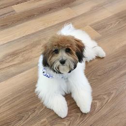 Bernedoodle, Cavapoo, Havanese, and Havapoo Puppies from Lady Paws Puppies - Cassie