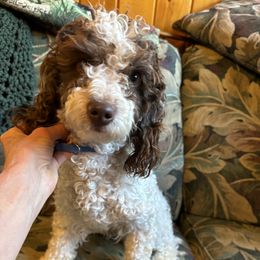 Jaimie - Poodle