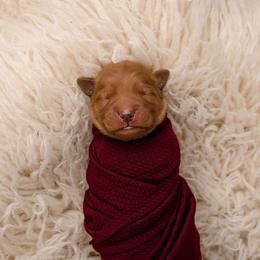 Theodore - Dark golden male Golden Retriever puppy in Buhl, Idaho from Atkinson's Goldens