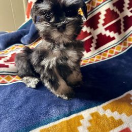 Miniature Schnauzer Puppies from Cali Sun-kissed Schnauzers