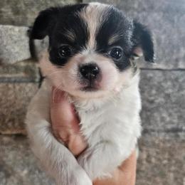 AKC Blair In Maine 3800.00 - Black and white female Chihuahua puppy in Newport, Maine from Pinewood Acres Chihuahuas