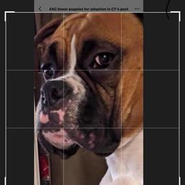 Frankie (Girl) - Boxer