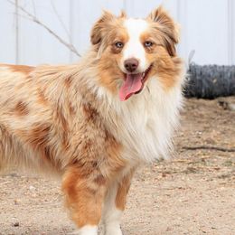 Reba - Miniature Australian Shepherd
