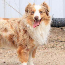 Reba - Miniature Australian Shepherd