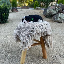 Gus - Tri-color male Cavalier King Charles Spaniel puppy in Shingle Springs, California from California Spaniels