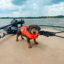 Dachshund All Grown Up from Sausage Strolls