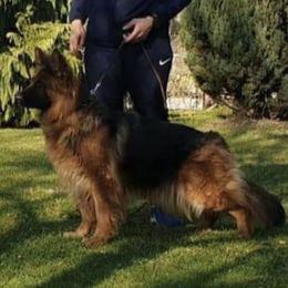 Eliza - German Shepherd