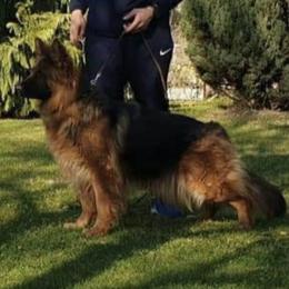 Eliza - German Shepherd