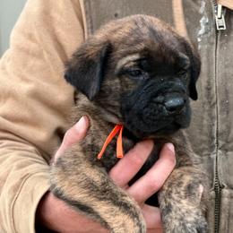 Michelangelo - Brindle male Mastiff puppy in Wewoka, Oklahoma from P Diamond Mastiffs
