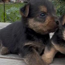 Reggie - Black and tan male Norwich Terrier puppy in Groesbeck, Texas from Ranch 4M