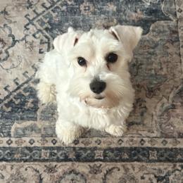 Lilly - Miniature Schnauzer